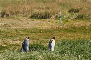 Falklando