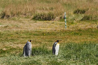 Falklandseyjar
