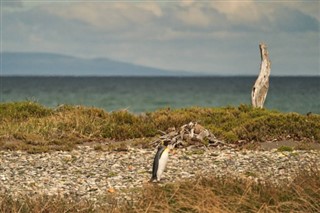 Falklandsöarna