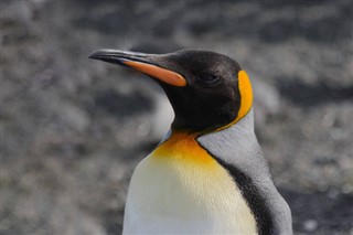 Falklandsøyene