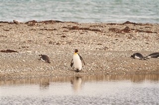 Falklandseyjar