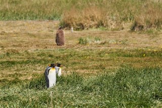 Falklandsøerne