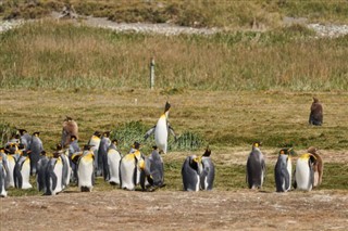 Falklandsøyene