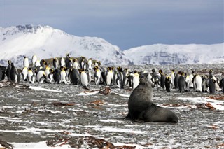 Falklandseyjar