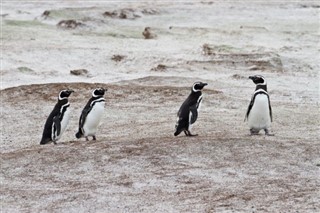 Falklandseyjar