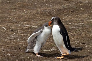 Falklandsøyene