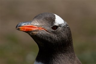 Falklandsöarna