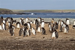 Falklandsøyene