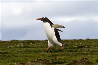 Falklandsøyene