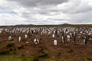 Falklandsøyene