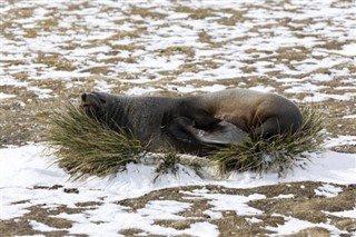 Falklandsøerne