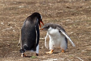 Falklandsøerne