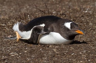 Falklandsöarna