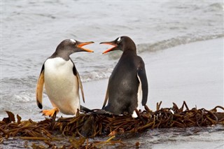 Falklandsøyene