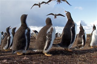 Falklandsöarna