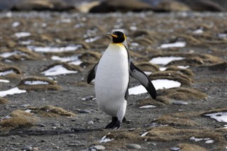 Falklandsöarna