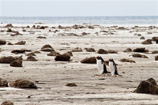 フォークランド諸島