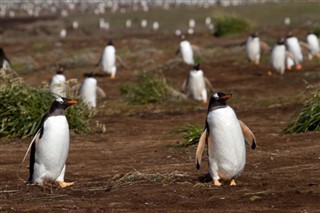 Falklandsøyene