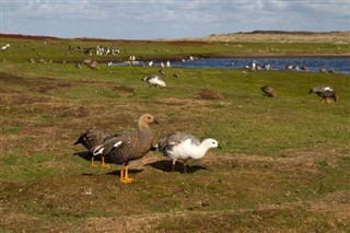 Falklandsøyene