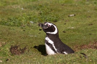 Falklandsøyene