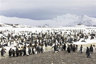 Falklandsøerne