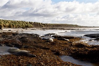 Falklandsøerne