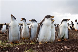Falklandsøerne