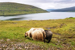 Faroe