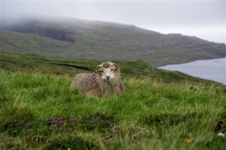 Îles