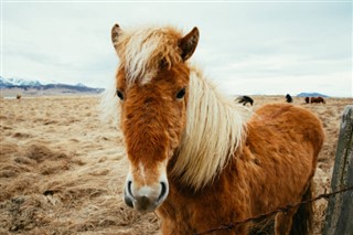 Faroe