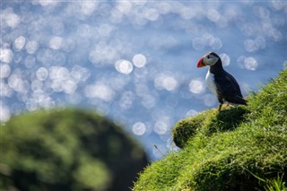 Faroe