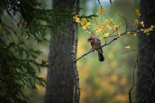 Finnland