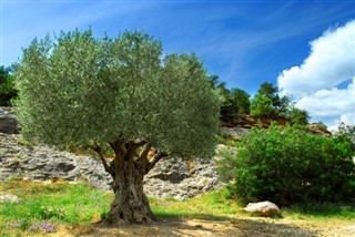 צָרְפַת
