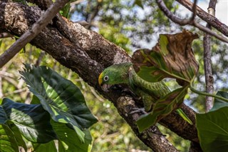 Guiana