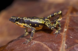 Guiana