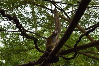 Guiana