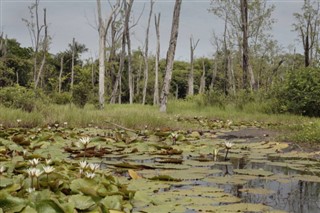 Guayana