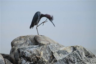 பிரஞ்சு