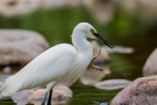 பிரஞ்சு