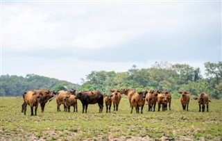 गैबॉन