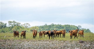 গাবোনবাদ্যযন্ত্র