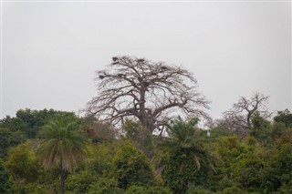 ガンビア