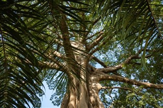 Gambia