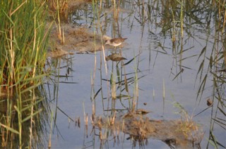 Gambia