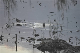 Gambia