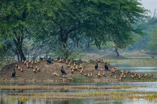 ঘানা