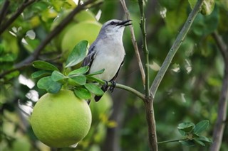 গ্রেনাডা