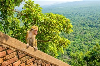 গ্রেনাডা