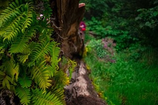 ग्वाटेमाला