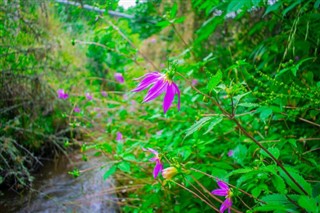 গুয়াটেমালা